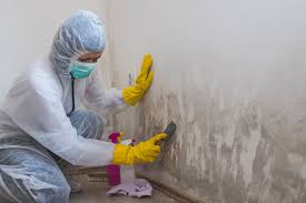 Best Water Damage & Mold Remediation  in Rose Hills, CA